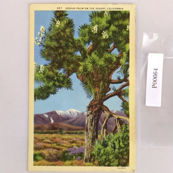 Joshua Palm on the Desert California 1940s Linen Postcard 1944 Alhambra CA - Picture 1 of 2